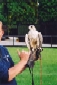 Falconry Evening